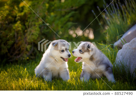 happy labrador puppy outdoors 88527490