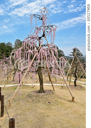 三室戶寺垂梅 三室戶寺垂梅 88527909