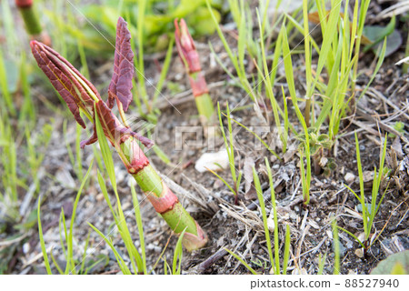 Japanese knotweed that grows naturally on river embankments Japanese knotweed that grows naturally on river embankments 88527940