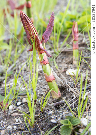Japanese knotweed that grows naturally on river embankments Japanese knotweed that grows naturally on river embankments 88527941