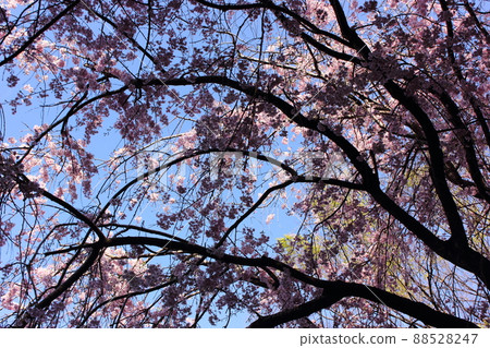 Weeping cherry tree blooming on the shore of the pond in Myoshoji Park in spring (1) 88528247
