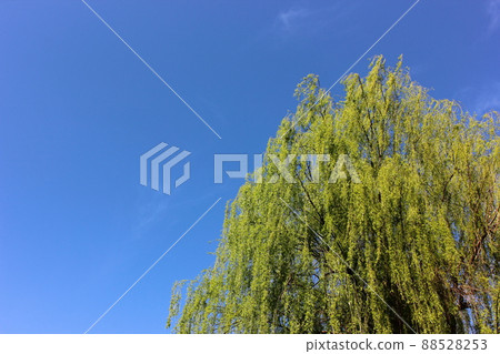 Spring blue sky and Weeping willow in Myoshoji Park (2) Spring blue sky and Weeping willow in Myoshoji Park (2) 88528253