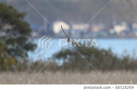 Chuhi flying in Yoshihara 88528269