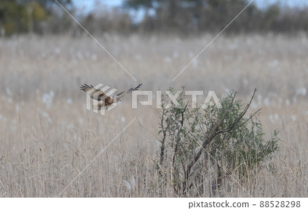 Chuhi在吉原飛 88528298