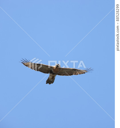 飛野豬 飛野豬 88528299