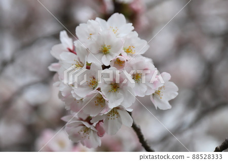 日本早春公園盛開的染井吉野（櫻花）花 88528333