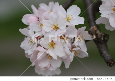Cherry blossoms (Yoshino cherry tree) blooming in early spring parks in Japan 88528386