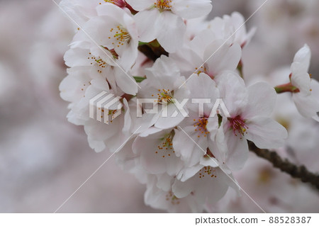 Cherry blossoms (Yoshino cherry tree) blooming in early spring parks in Japan Cherry blossoms (Yoshino cherry tree) blooming in early spring parks in Japan 88528387