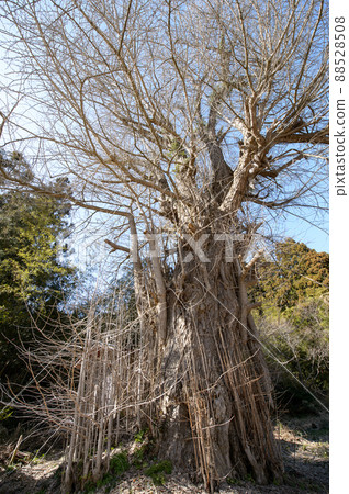 秋田縣男鹿市中山神社大銀杏 88528508