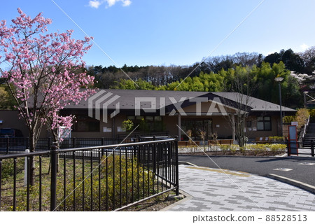 群馬縣高崎市觀音山公園行政大樓入口廣場櫻花盛開新綠 88528513