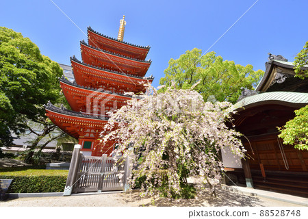 福岡市博多區垂枝櫻花盛開的東長寺五層寶塔 福岡市博多區垂枝櫻花盛開的東長寺五層寶塔 88528748