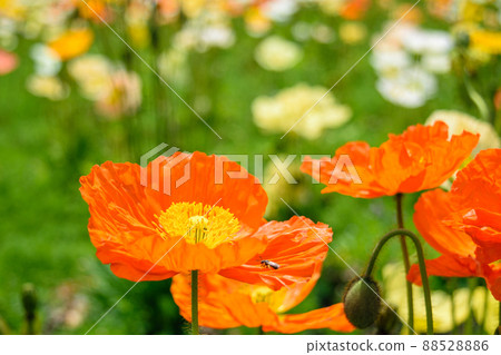 After the cherry blossoms, go to the poppy field 88528886