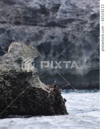 Brown noddy perching on a rocky place 88529215