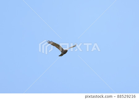 Flying young grey-faced buzzard 88529216