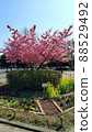 Kawazu cherry tree 88529492