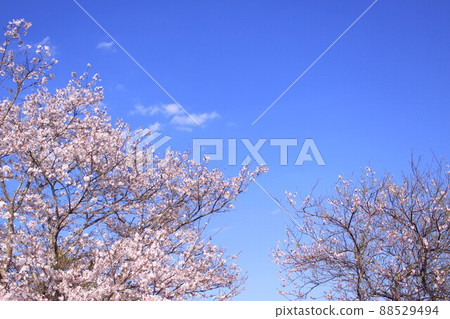  櫻花和藍天 88529494