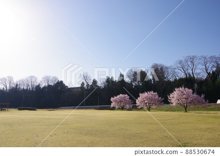 Cherry blossoms and square 88530674