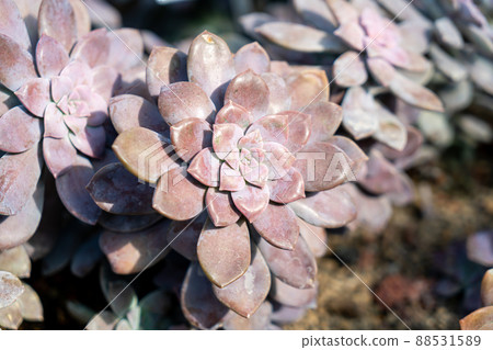 Crassulaceae or Kalanchoe blossfeldiana Poellnitz Crassulaceae or Kalanchoe blossfeldiana Poellnitz 88531589