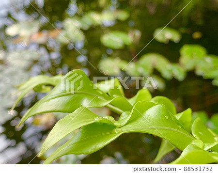 Green lustrous leaves by the water 88531732