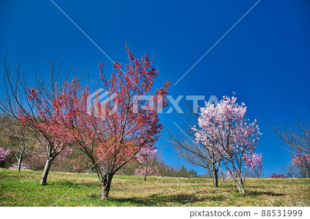 Sakura Sports Park 88531999