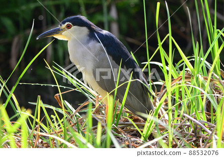 Night heron in Naha 3 Night heron in Naha 3 88532076