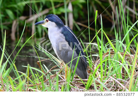 Night heron in Naha 2 Night heron in Naha 2 Night heron in Naha 2 Night heron in Naha 2 88532077