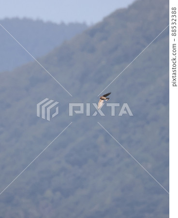 山背景下飛行的成年雌性灰臉禿鷹 88532388