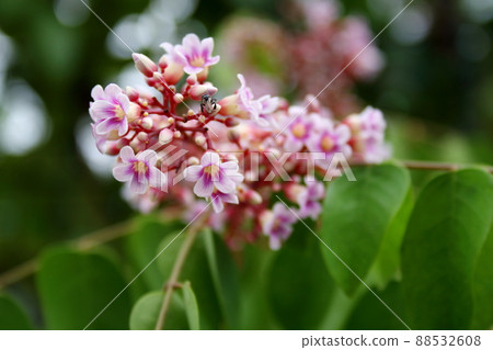 Close up of pink purple flowers of starfruit or carambola on branch 88532608