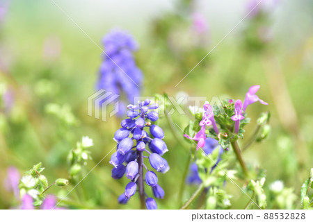 Muscari and henbit Muscari and henbit 88532828