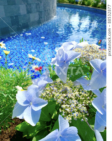 水邊綻放著美麗純真的淡紫色繡球花 88532877