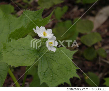 Skeleton flower in Jododaira, Fukushima Prefecture 88533110