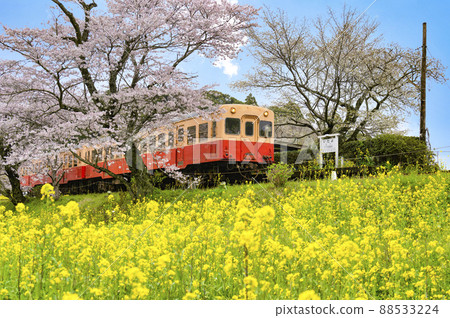 春天小湊哲堂板部 88533224