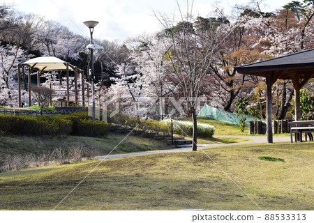 群馬縣高崎市觀音山公園盛開的櫻花和步行道 群馬縣高崎市觀音山公園盛開的櫻花和步行道 88533313