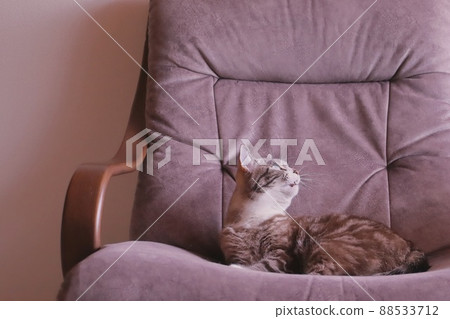 Tabby cat relaxing on the sofa and staring at the top Tabby cat relaxing on the sofa and staring at the top 88533712