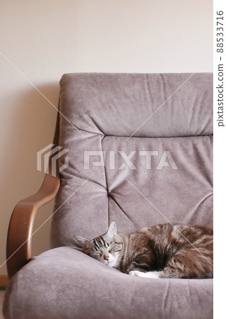 Cute sleeping tabby copy space Vertical 88533716