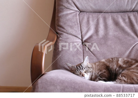 Cute sleeping tabby copy space 88533717