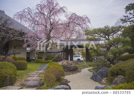 Ogaki City Folk Museum Weeping Cherry Blossoms 88533785