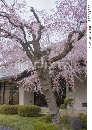 大垣市民俗博物館 垂枝櫻花 88533791