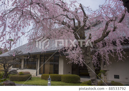 大垣市民俗博物館 垂枝櫻花 88533792