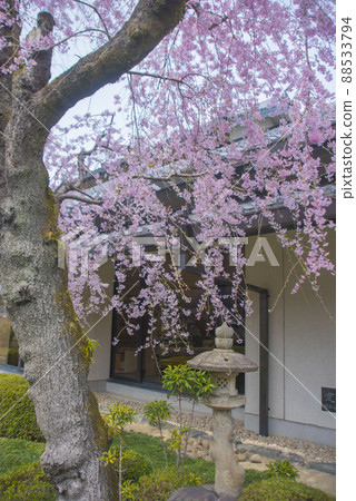 大垣市民俗博物館 垂枝櫻花 88533794