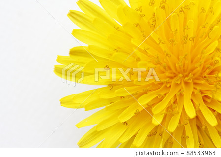 蒲公英花 88533963