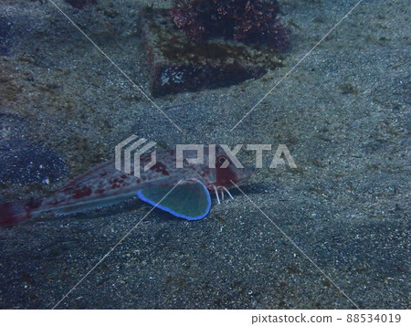 Greasy red gurnard 88534019