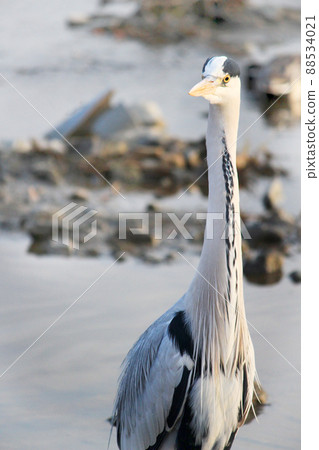 京都左京區鴨川上一隻蒼鷺的照片 88534021