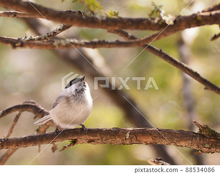 野生鳥柳山雀 88534086