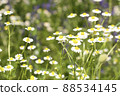 Chamomile fields 88534145