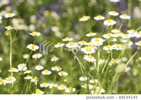 Chamomile fields Chamomile fields 88534145