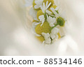 Harvested chamomile flowers 88534146