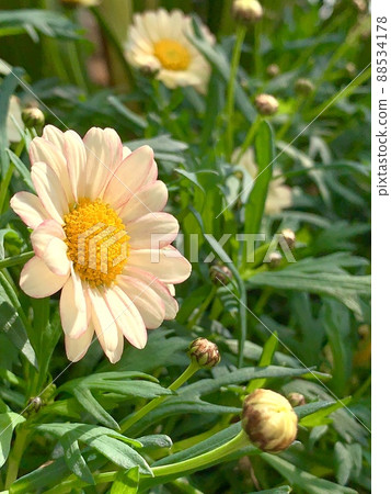 Light orange bright marguerite flowers 88534178