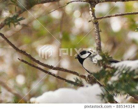 Wild bird tits 88534314
