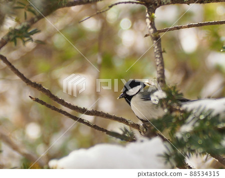 Wild bird tits 88534315
